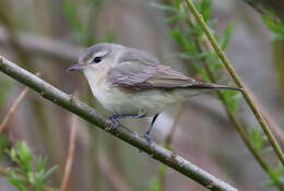 Image of Vireo gilvus gilvus (Vieillot 1808)