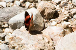 Image of Temenis pulchra Hewitson 1861