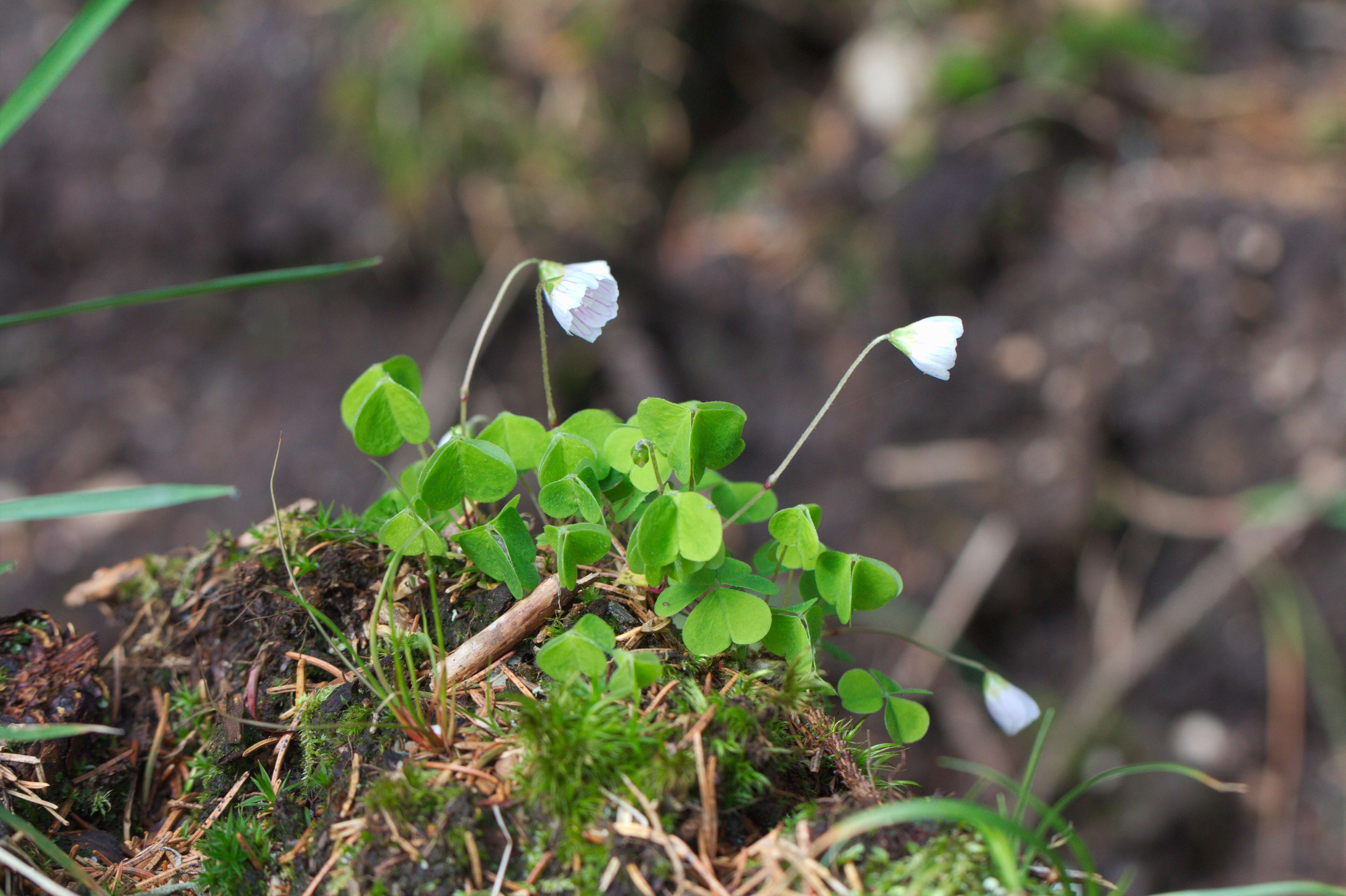 Imagem de Oxalis acetosella L.