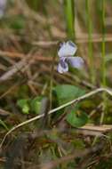 Image of marsh violet