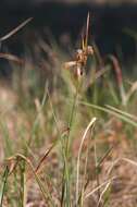 Image of common cottongrass