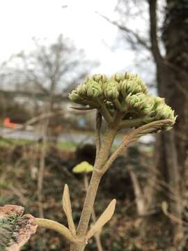 Image of Leatherleaf Viburnum