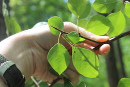 Image of American Plum