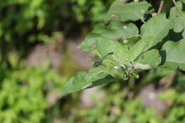 Image of Asiagomphus perlaetus (Chao 1953)