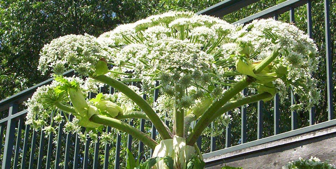 Image of Mantegazzi's Cow-Parsnip