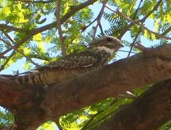 Image of Lesser Nighthawk