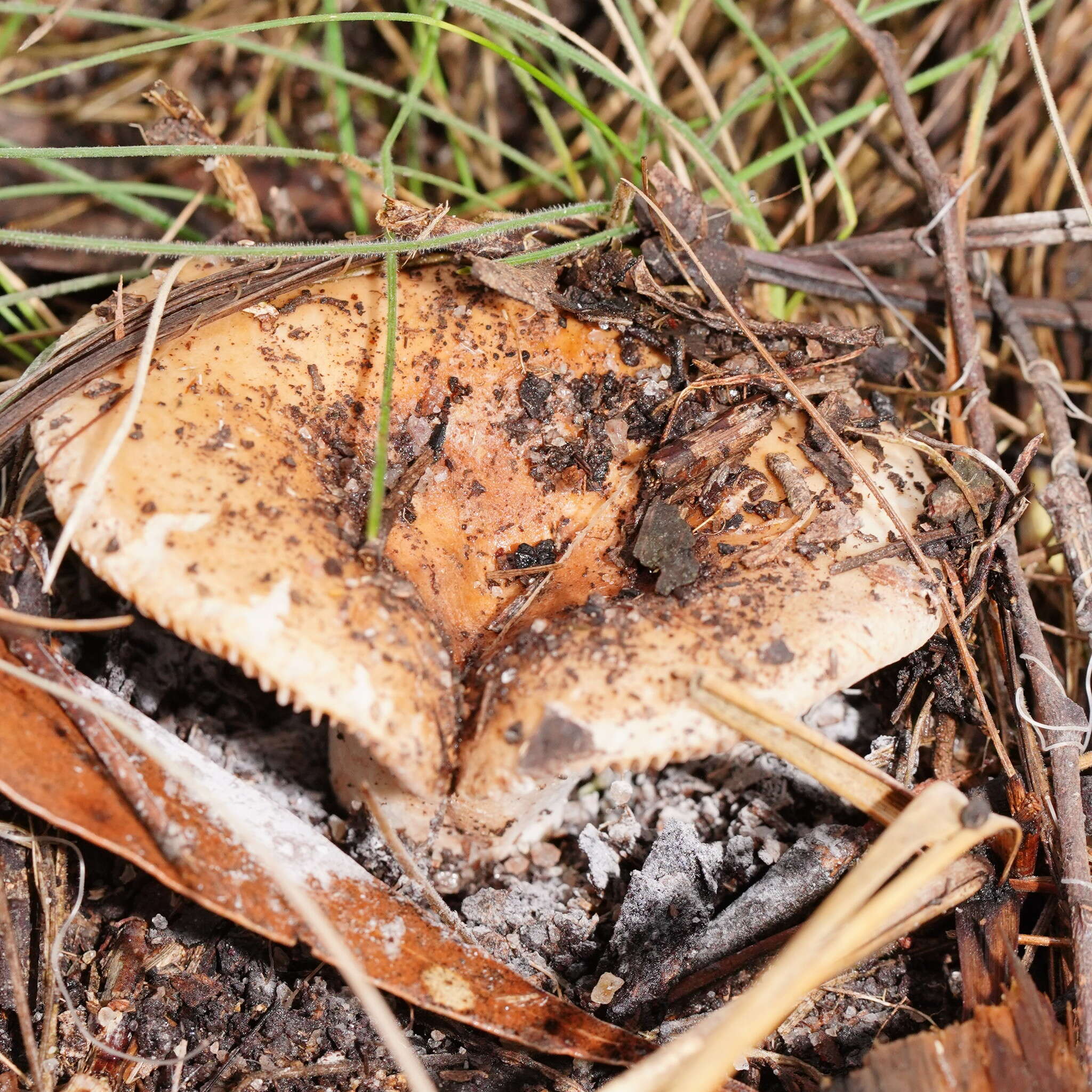 Image of Russula neerimea Grgur. 1997