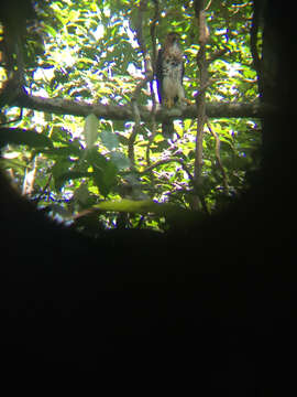 Image of Ornate Hawk-Eagle