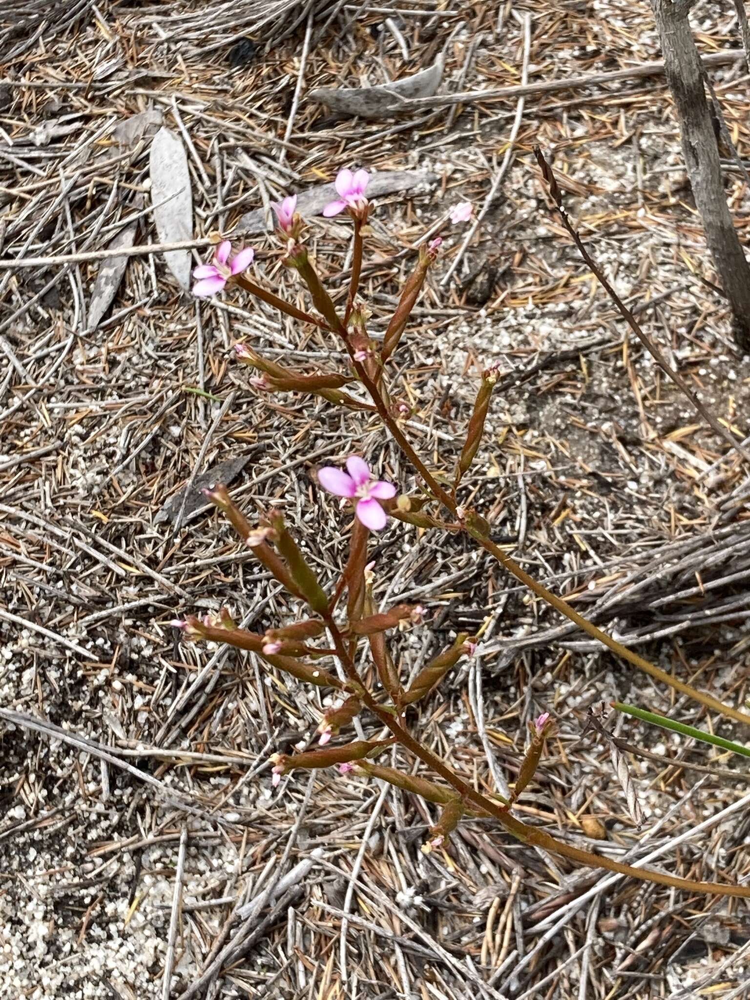 Image of Stylidium torticarpum A. Lowrie & K. F. Kenneally