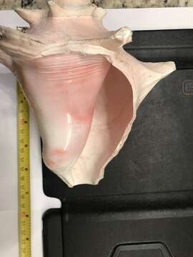 Image of Pink Conch