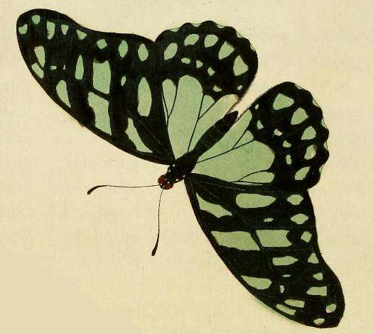 Image of common graphium