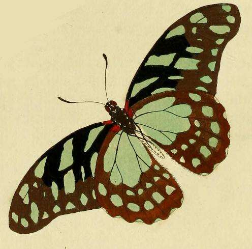 Image of common graphium