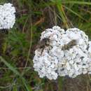 Image of Fuzzy-horned Bumble Bee