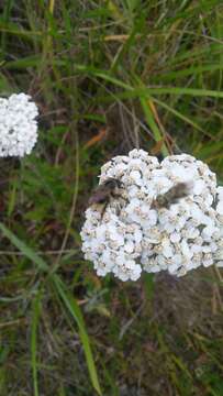 Plancia ëd Bombus mixtus Cresson 1879