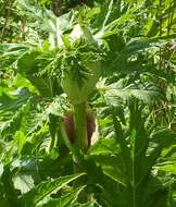 Image of Mantegazzi's Cow-Parsnip