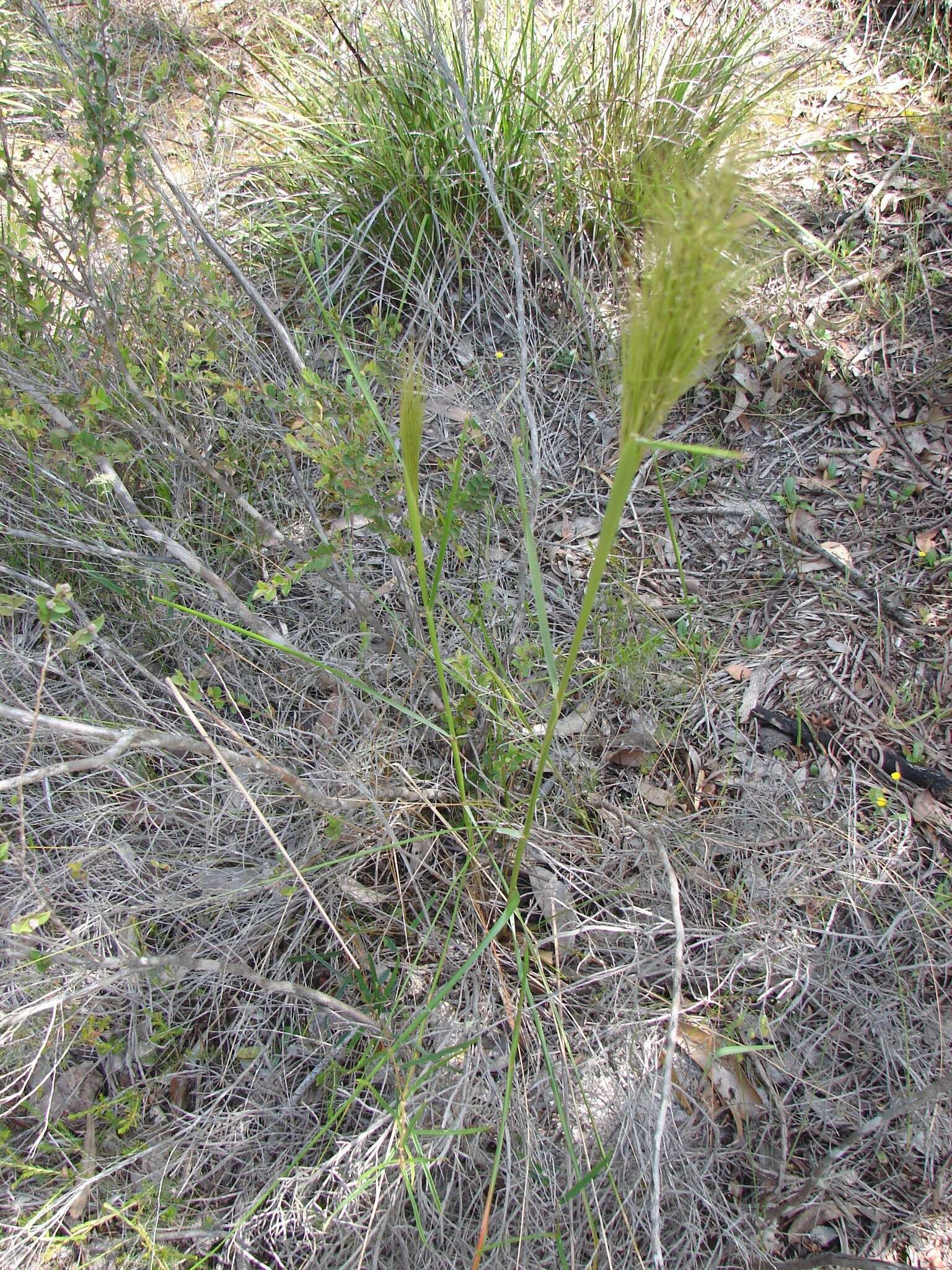 Image of Austrostipa mollis (R. Br.) S. W. L. Jacobs & J. Everett