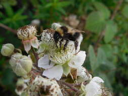 Image of Small garden bumblebee