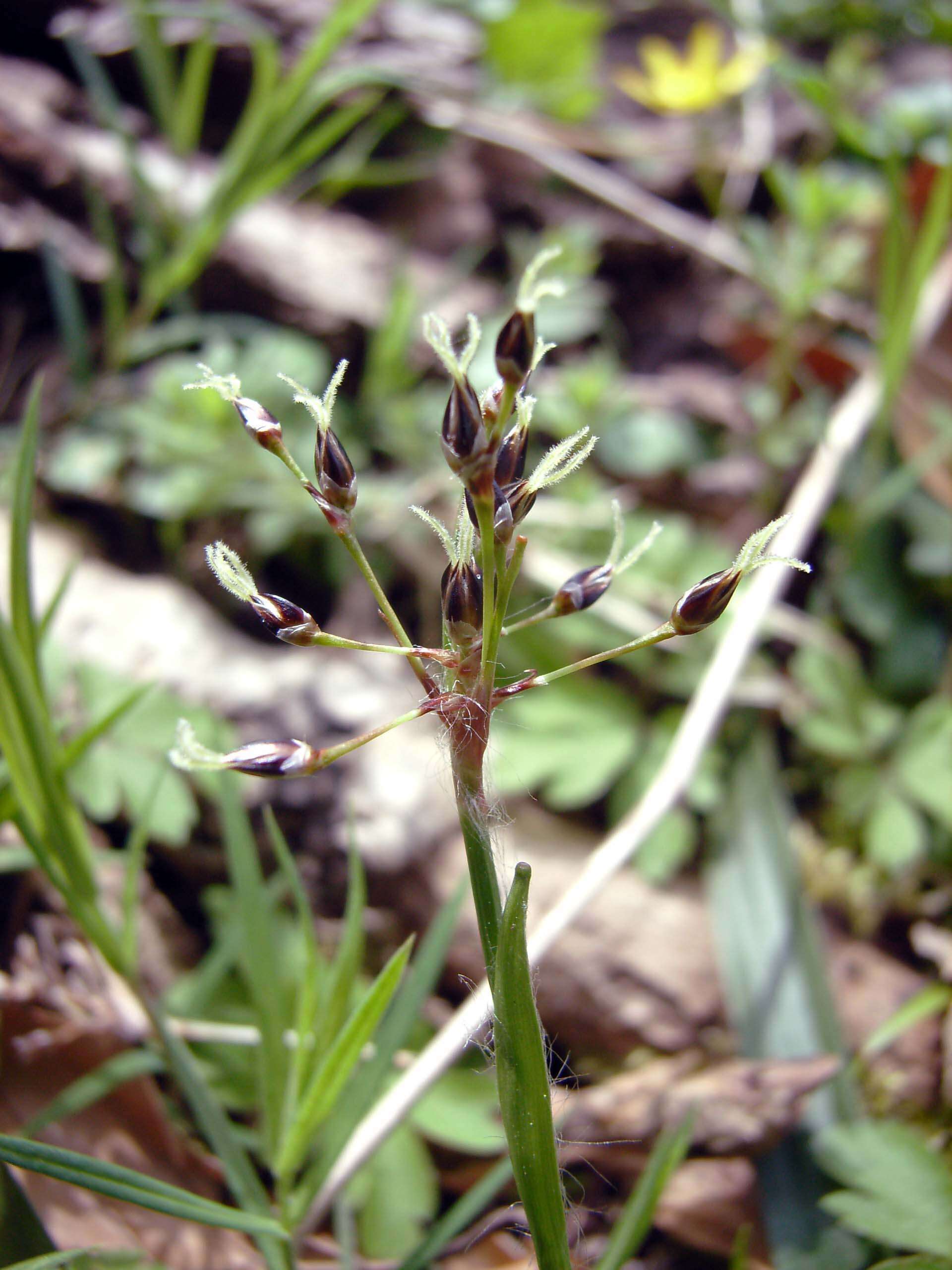 Imagem de Luzula pilosa (L.) Willd.