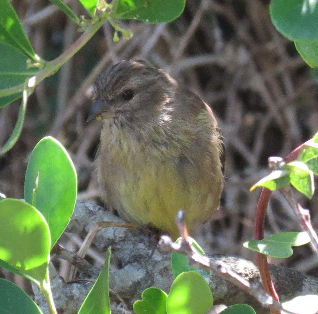 Image of Cape Siskin