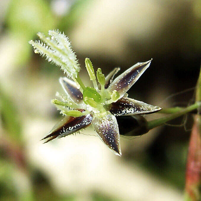 Luzula pilosa (L.) Willd. resmi