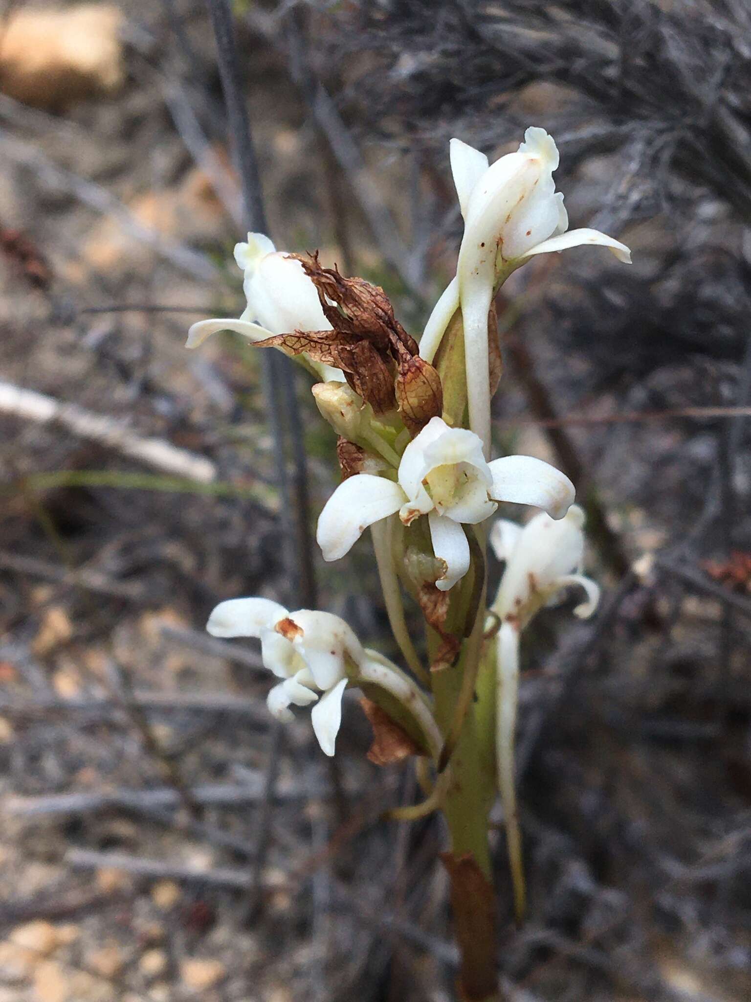 Image de Satyrium eurycalcaratum van der Niet