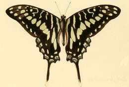 Graphium porthaon (Hewitson 1865)的圖片