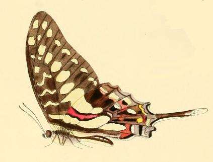 Graphium porthaon (Hewitson 1865)的圖片