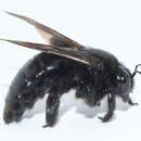 Image of Xylocopa cubaecola Lucas 1857