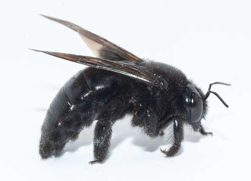 Image of Xylocopa cubaecola Lucas 1857