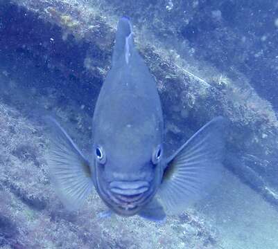 Image of Common scalyfin