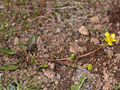 Image of plantainleaf buttercup