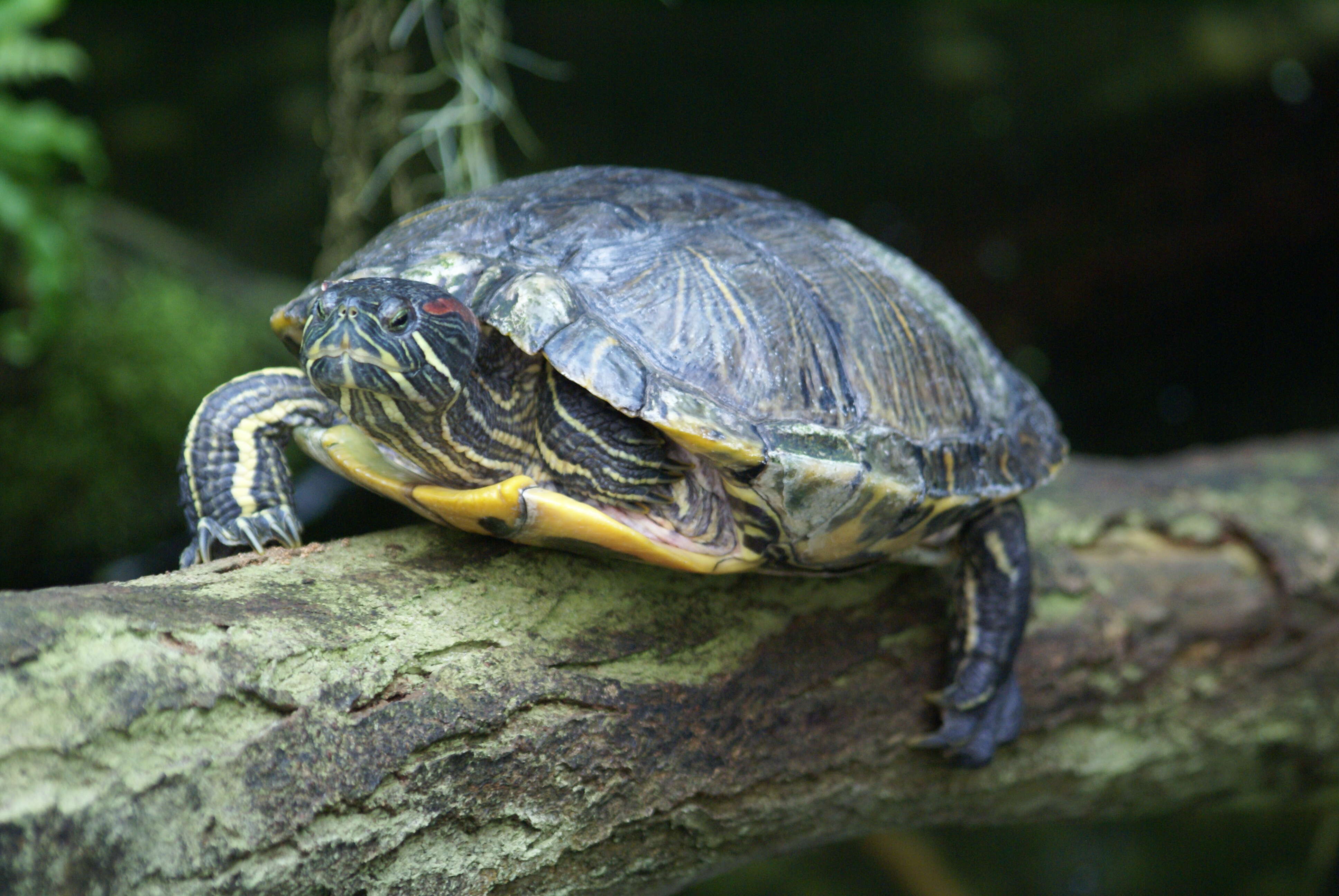 Image of slider turtle, red-eared terrapin, red-eared slider