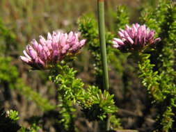 Image of Metalasia phillipsii subsp. phillipsii