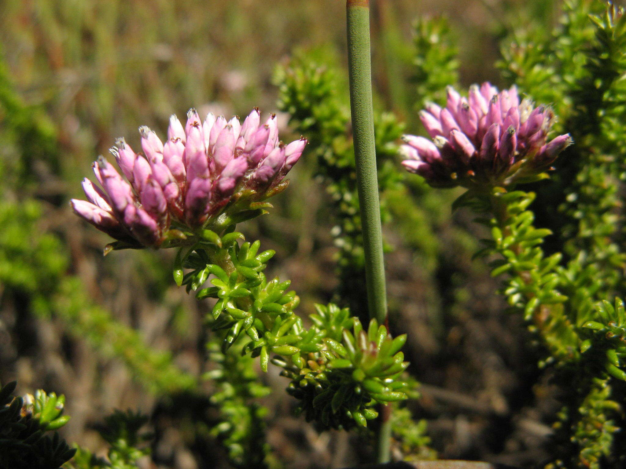 Image of Metalasia phillipsii subsp. phillipsii