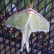 Plancia ëd Actias luna (Linnaeus 1758)