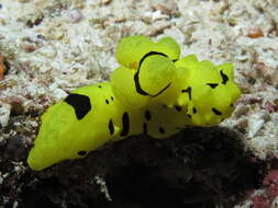 Image of Giant yellow nudibranch