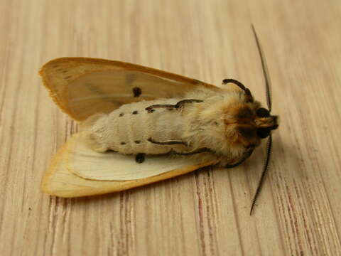 Spilosoma lutea Hüfnagel 1766 resmi