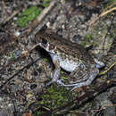 Image of Rough-sided frog