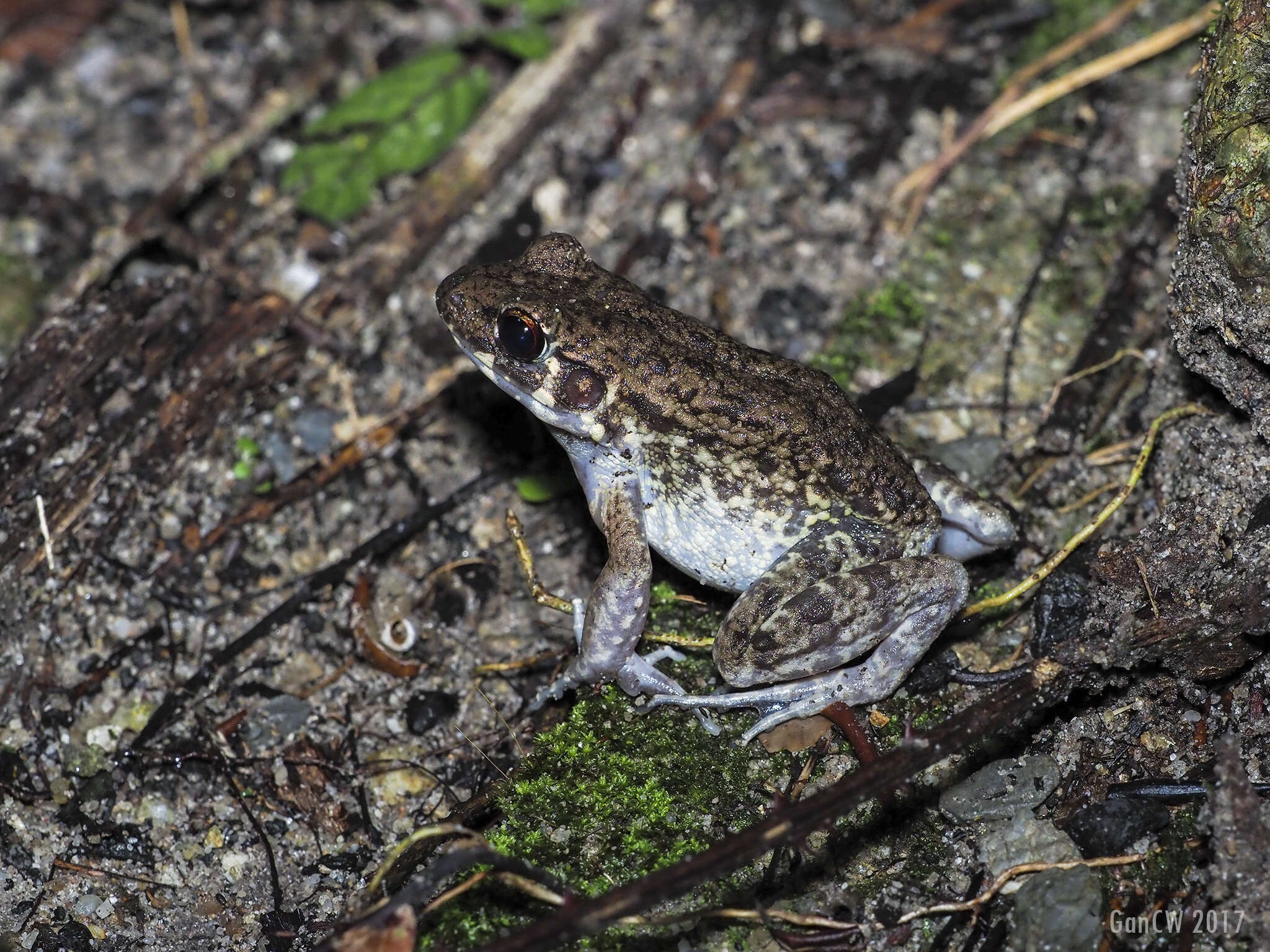 Imagem de Pulchrana glandulosa (Boulenger 1882)