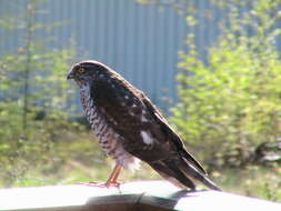 Image of Eurasian Sparrowhawk