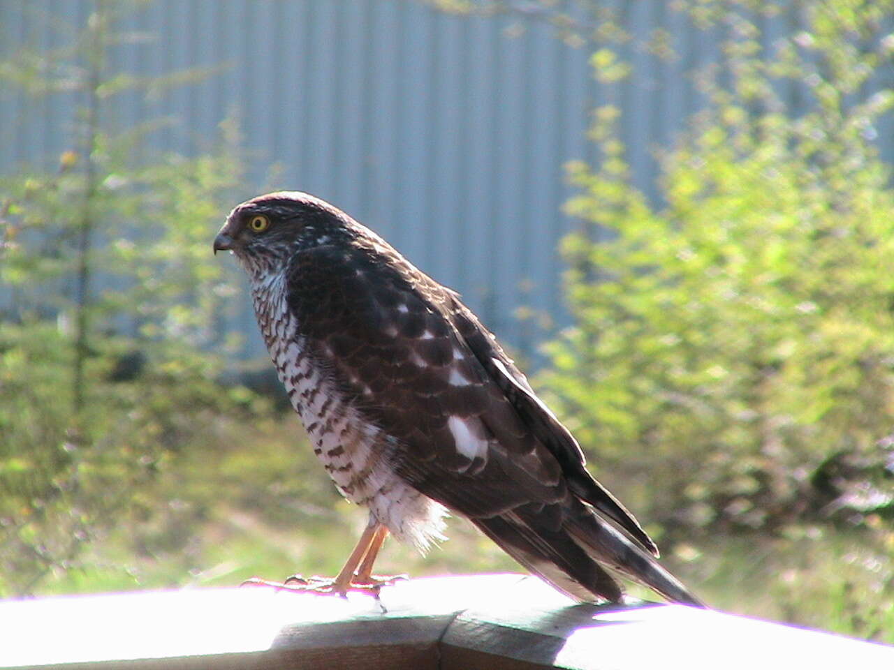 Image of Eurasian Sparrowhawk