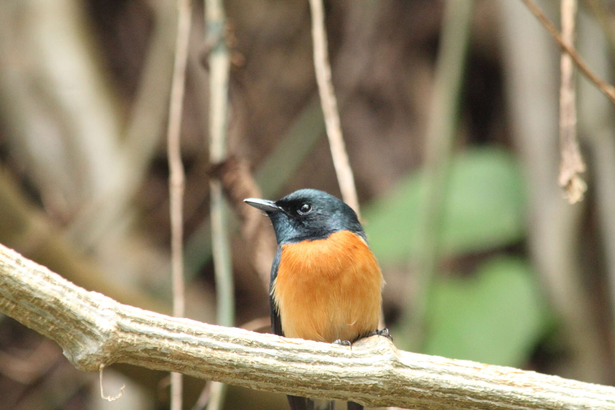 Image of Vanikoro Flycatcher