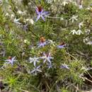 Image of Blue tinsel lily