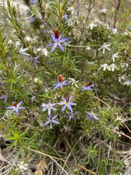 Image of Blue tinsel lily