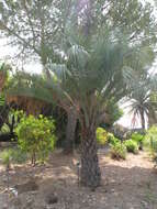 Image of Yatay palm