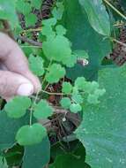 Слика од Thalictrum strigillosum Hemsl.