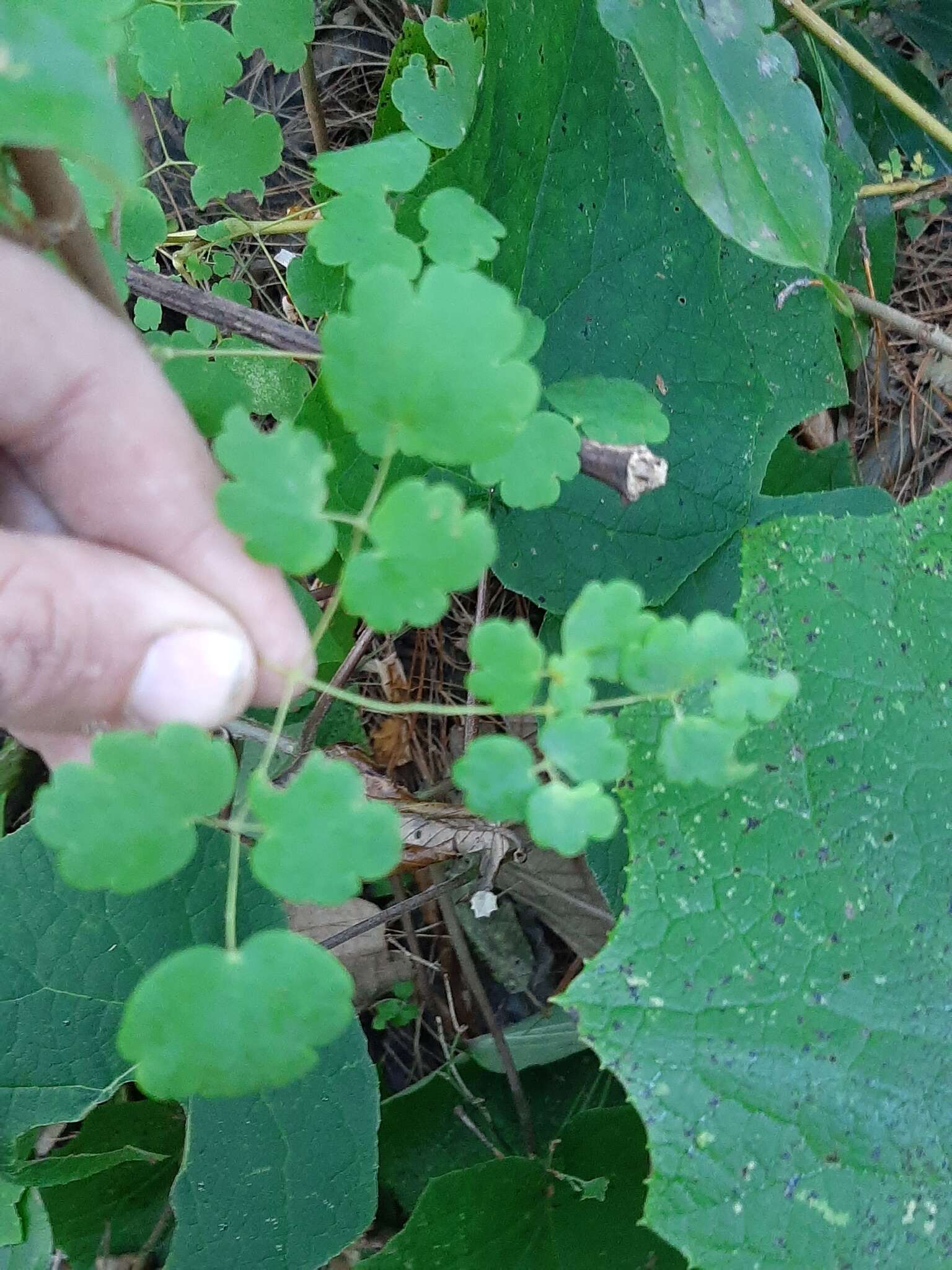 Thalictrum strigillosum Hemsl. resmi