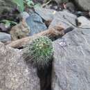 Image of Mammillaria nunezii subsp. nunezii