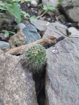 Image of Mammillaria nunezii (Britton & Rose) Orcutt