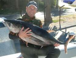 Image of Albacore Fish